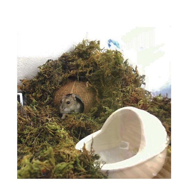 Rêu khô trang trí chuồng hamster