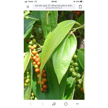 tiêu đen Lâm Đồng 1kg