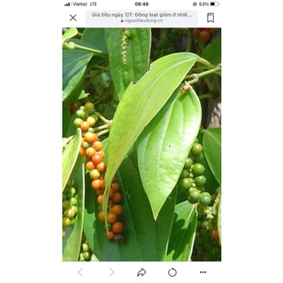 tiêu đen Lâm Đồng 1kg