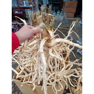2kg củ đinh lăng tươi