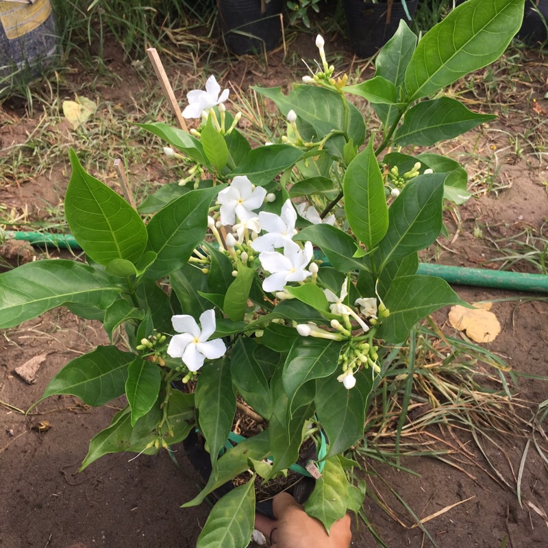 Cây ngọc bút (nhài tây ) trồng bịch đen cao 25-30 cm đã có hoa và nụ thích hợp trang trí sân vườn