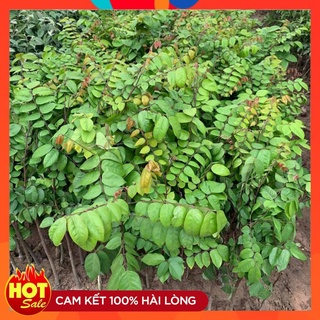 Cây Giống Khế Chua ( 3 Cây ). Cây Ghép Nhanh Cho Quả
