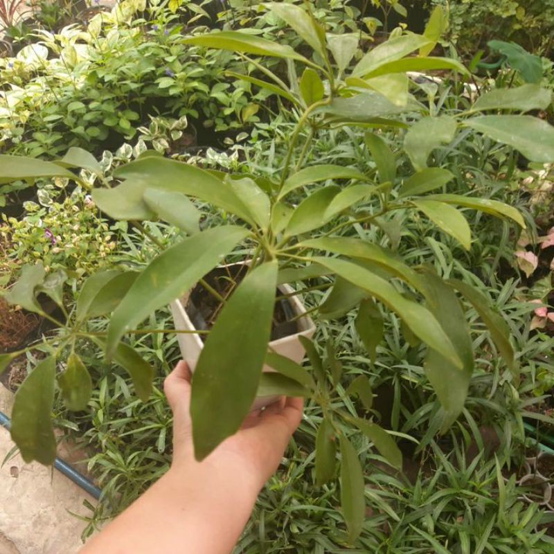 Cây ngũ gia bì xanh