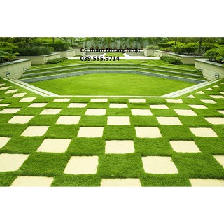 Hạt Giống Cỏ Nhung Nhật - Cỏ Thảm 200 gam