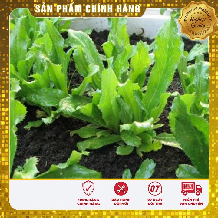 Hạt Giống Ngò Gai (Mùi tàu) 2gr [Bán Sỉ]