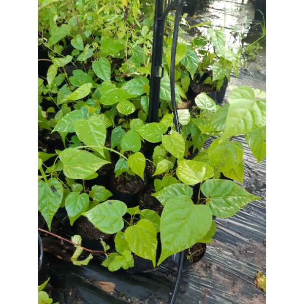 Combo 2 cây điều nhuộm, điều màu