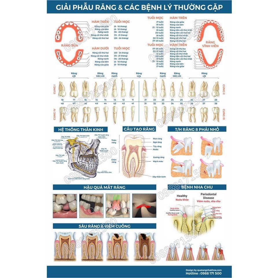 Tranh nha khoa đủ loại đủ mẫu dùng để treo ở phòng khám
