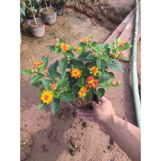 Cây hoa ngũ sắc
