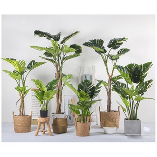 [Giống thật đến 99%] Cây giả- cây lá xẻ -Cây trầu bà lá rách các size 90cm và 120cm Hằng decor