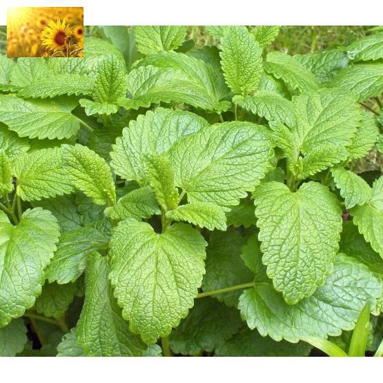 Hạt Giống Bạc Hà Chanh/Lemon Balm (120 Hạt) - Thơm hương chanh và xả, Giảm stress - MUA 3 TẶNG 1 CÙNG LOẠI