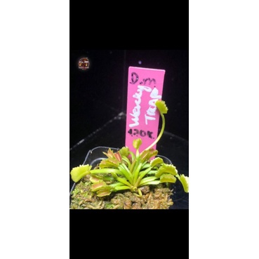 Cây Bẫy Kẹp - Venus flytap D.m  'Wacky Traps' - Cây Bắt Mồi tại HT Exotic Garden