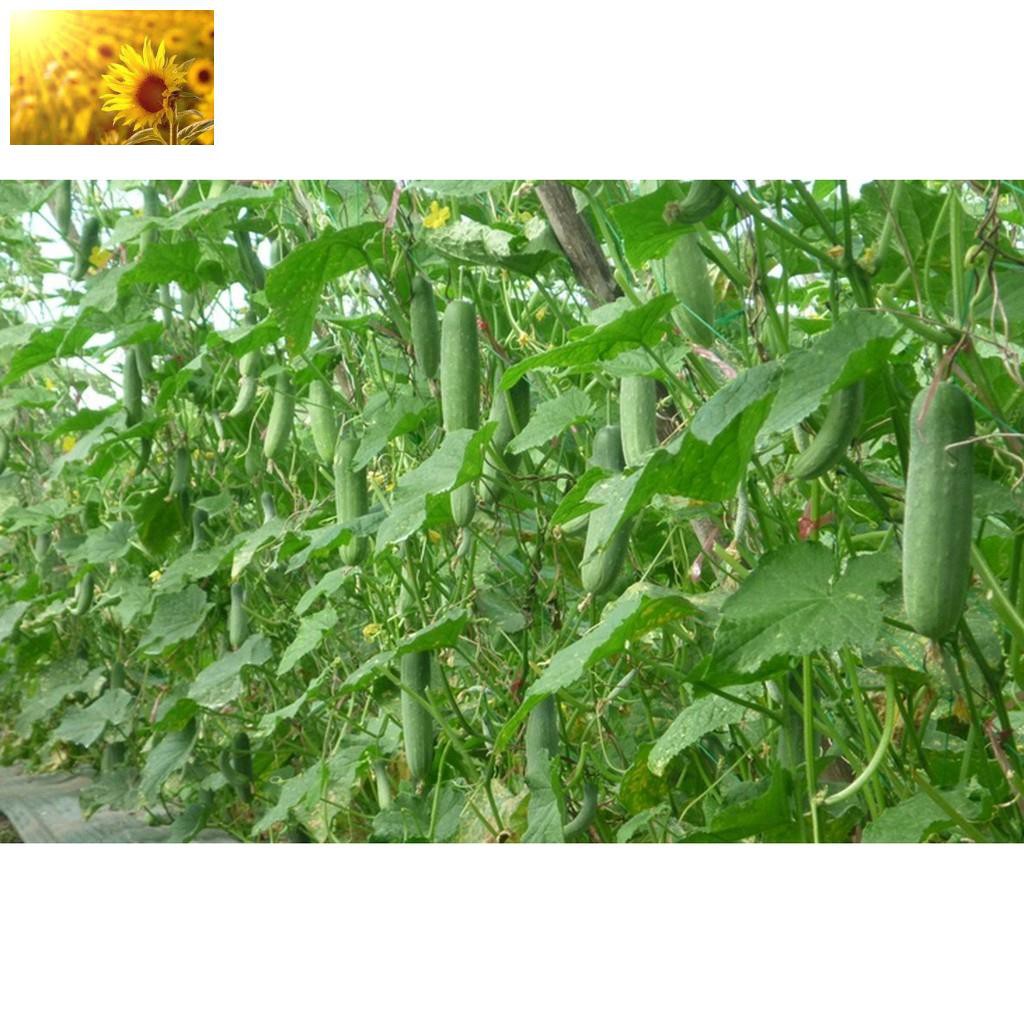 Hạt Giống Dưa Chuột Nếp Ta  - Dễ Trồng, Giòn Ngọt , Giàu Dưỡng Chất - MUA 3 TẶNG 1 CÙNG LOẠI