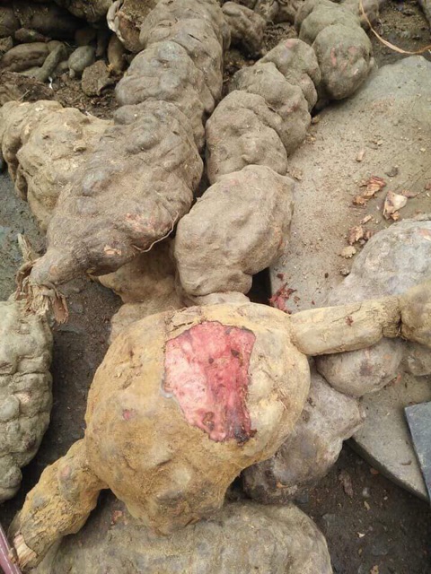 HÀ THỦ Ô ĐỎ VIÊN MẬT ONG NHÀ LÀM