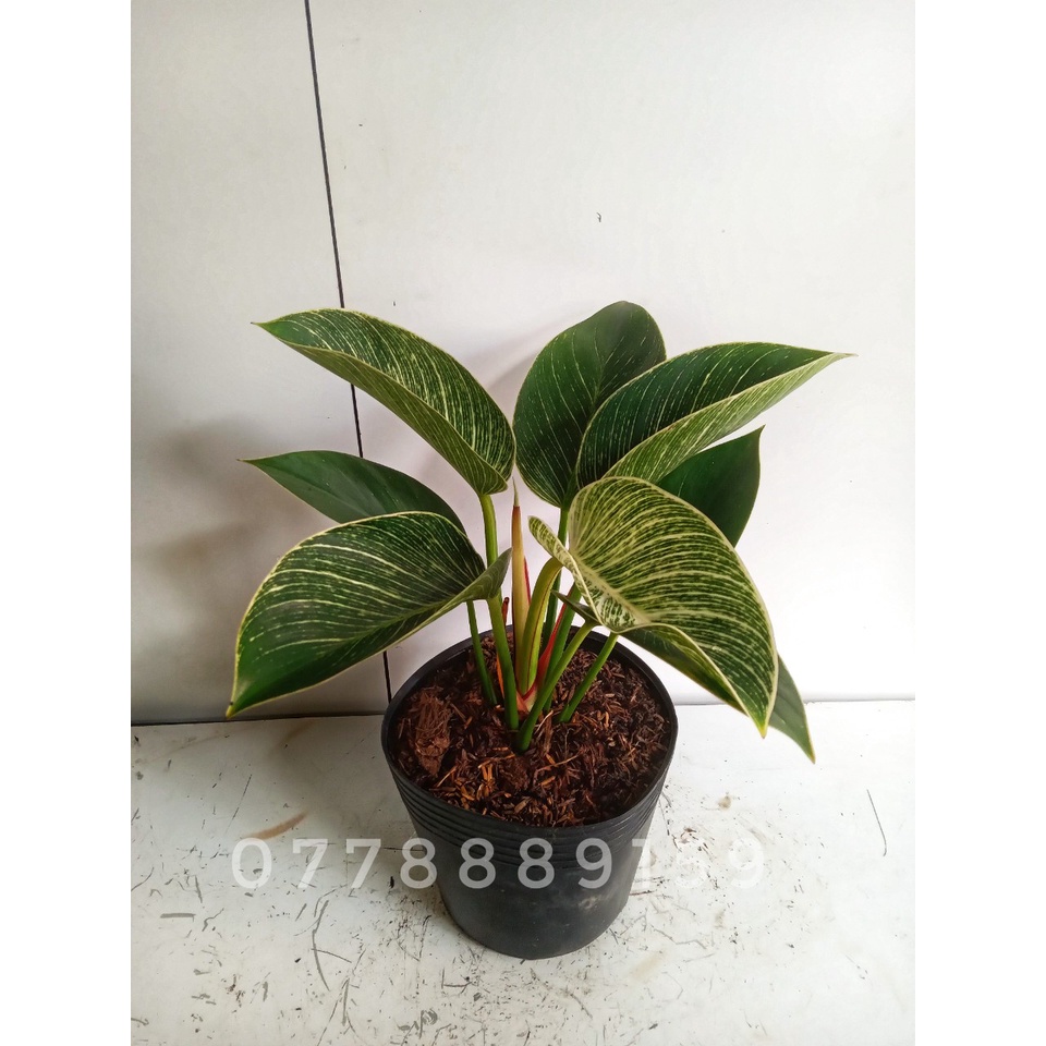 Cây trầu bà đế vương kim cương để bàn