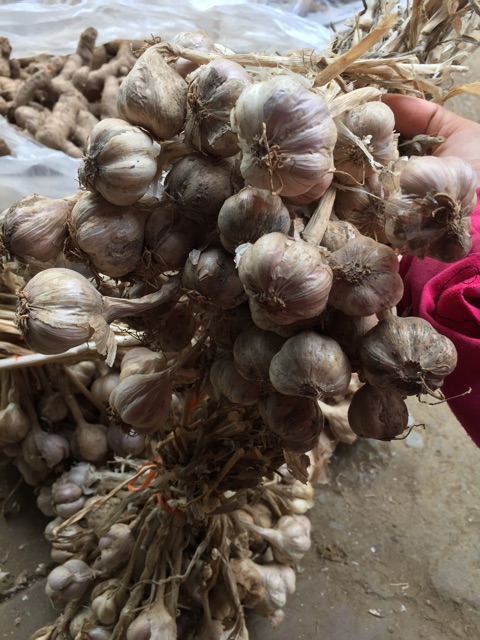 Tỏi ta còn cuống 1kg siêu thơm, tỏi tía
