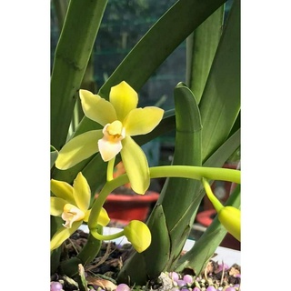 Lan kiếm vàng tây ninh hàng cây giống 7 tháng tuổi thuần tại vườn