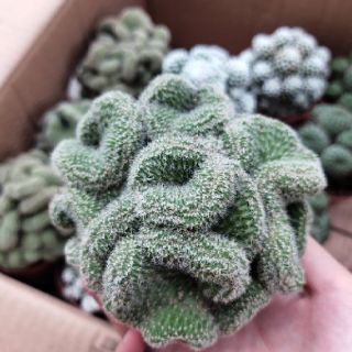 Xương rồng bụi mix