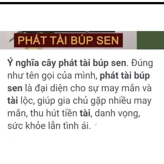 cành phát tài búp sen cắm trang trí (1 cành) chưa rễ (Hỏa tốc Hà Nội)