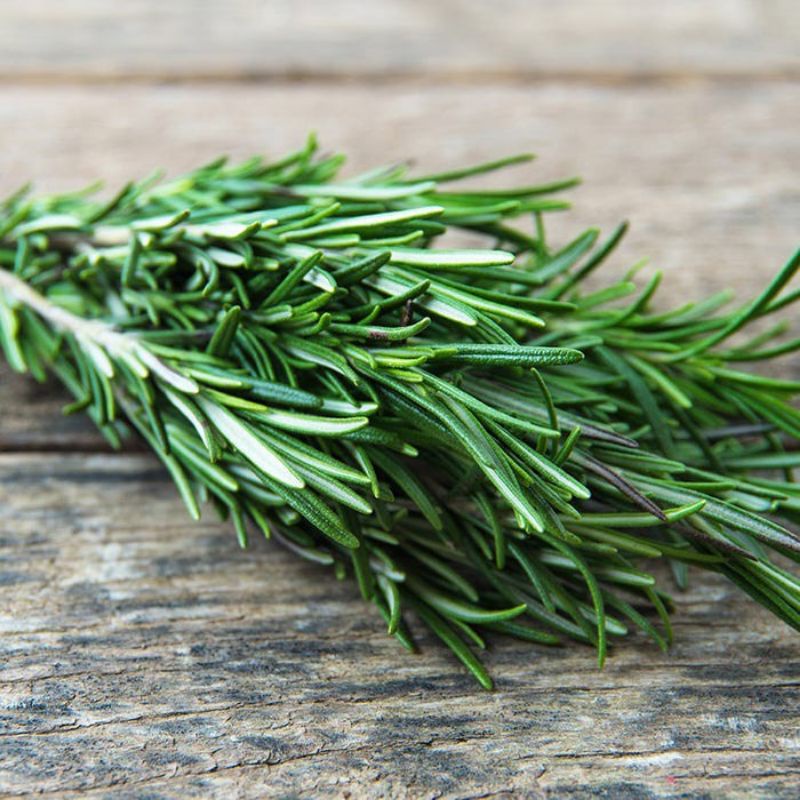 Hạt giống cây Hương Thảo  ROSEMARY. đóng gói 0.03gr