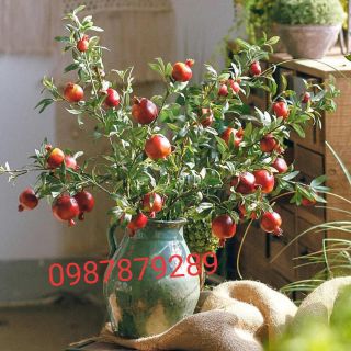 Cành lựu 9 quả cao cấp dài 1m hút tài lộc Giá sỉ- Cành quả giả