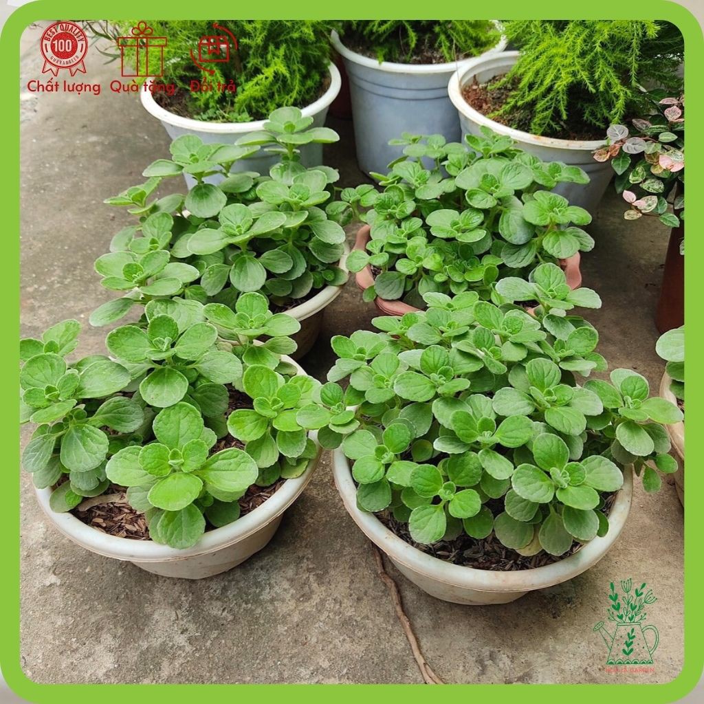 Cây Nhất Mạt Hương - Sen đá thơm (chậu 20cm)