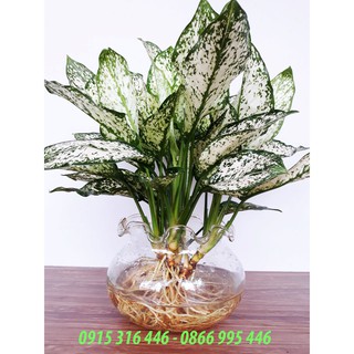 CÂY NGỌC NGÂN THỦY SINH ĐỂ BÀN