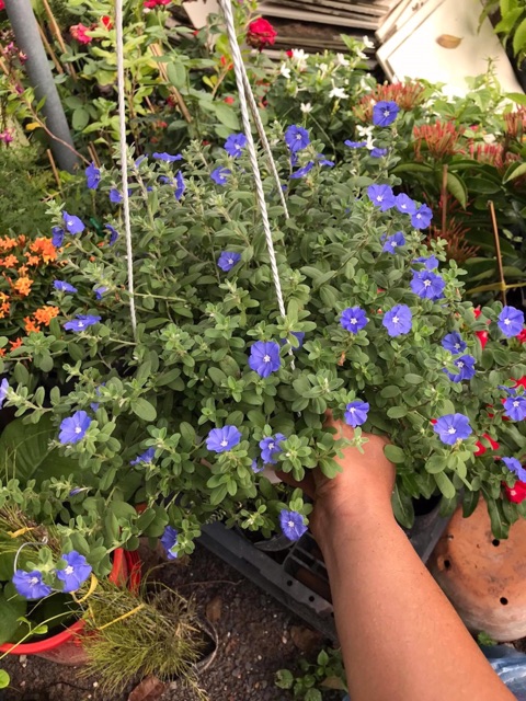 Hoa thanh tú chậu treo