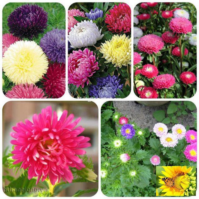 Gói 50 hạt giống hoa cúc magic- cúc Đài loan - Mix màu (Callistephus chinensis