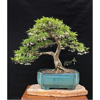 Cây giống mai chiếu thủy bonsai ♥️🌳Freeship♥️🌳cao 40cm cây gửi đi hình 456 🌴Mua 4 tặng 1 cây bất kỳ🌴