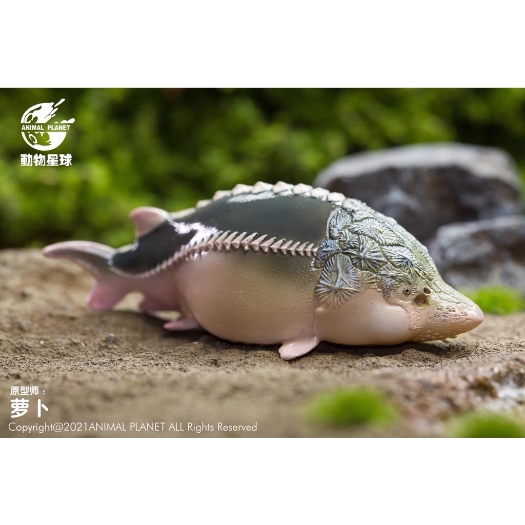 ◈Mô Hình Cá Sấu Yangzi Trung Quốc Chính Hãng