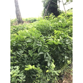 Cây Giống Dáng Hương