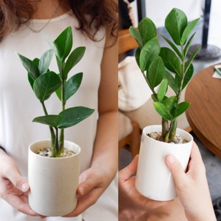 KIM TIỀN chậu men mờ trứng cút - Cây cảnh giá rẻ - Cây phong thuỷ trong nhà