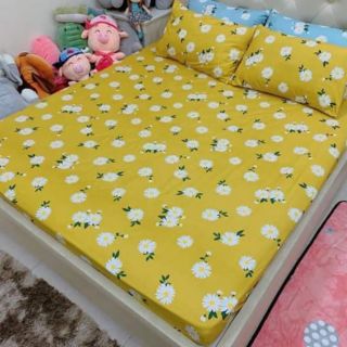Set ga gối cotton poly