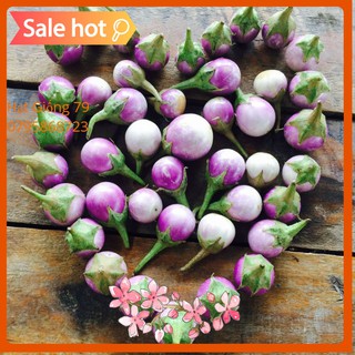 Hạt Giống Cà Pháo Tím 0,5g