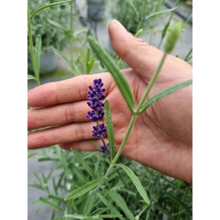 Chậu cây Lavender Costa - Oải hương cho hoa tím