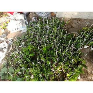 Lan cẩm cù DS 70 - số 24