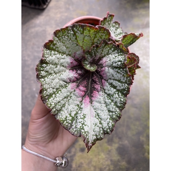 Chậu cứng Begonia Silver greenheart