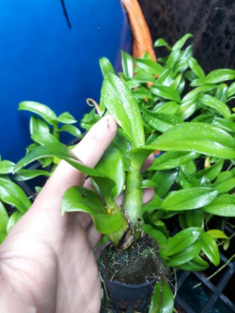 Hoa Lan Denro lai Cát lây za