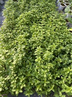 BẠC HÀ PEPPERMINT - BẠC HÀ ÂU