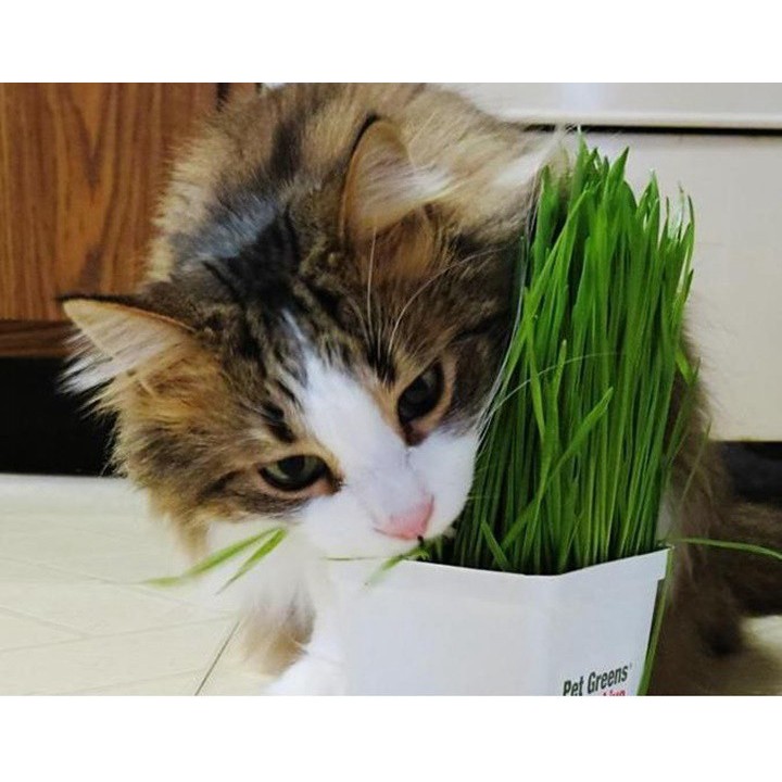 Hạt giống cỏ mèo bổ xung chất xơ giúp tiêu búi lông cho mèo túi 10g - Long Vũ Pet Food