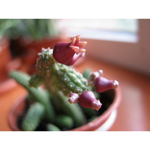 Xương rồng sao biển hoa trái lựu