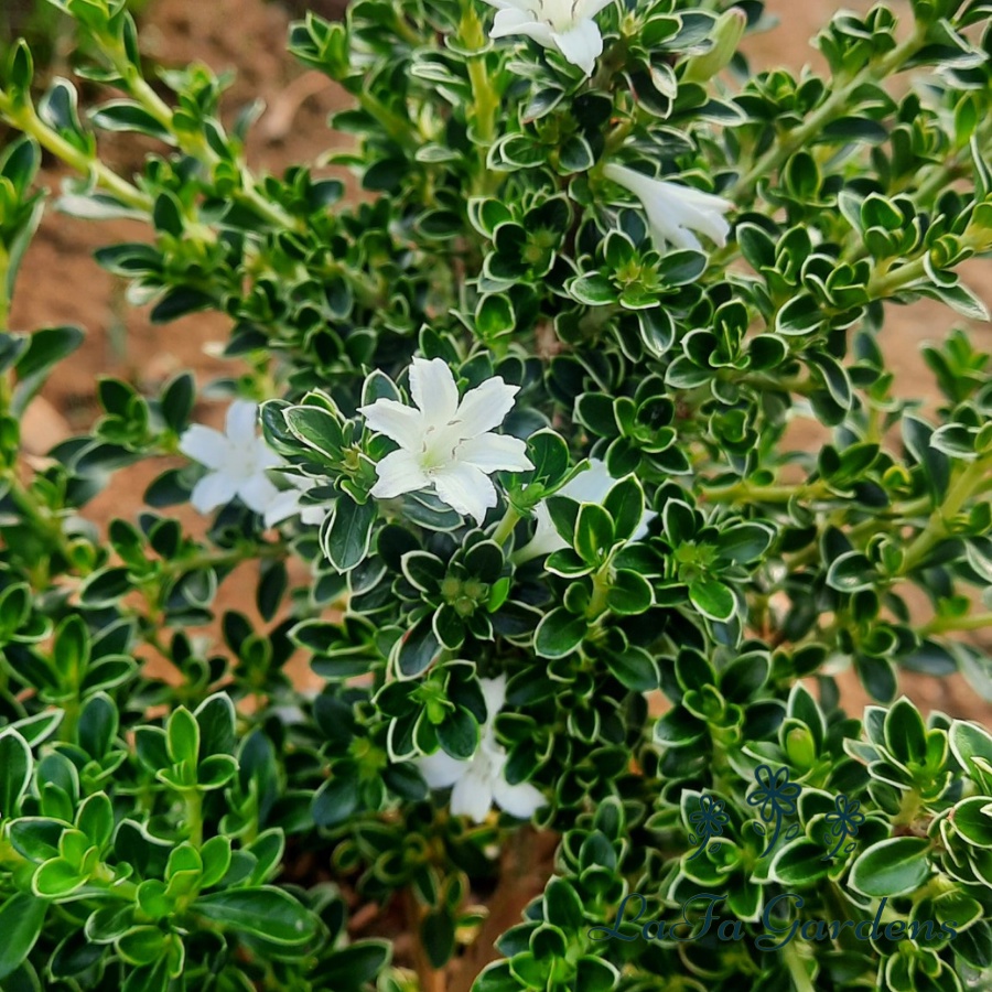 Cây cảnh bạch tuyết mai LAFA GARDEN, kích cỡ tùy chọn , cây bonsai hoa màu trắng