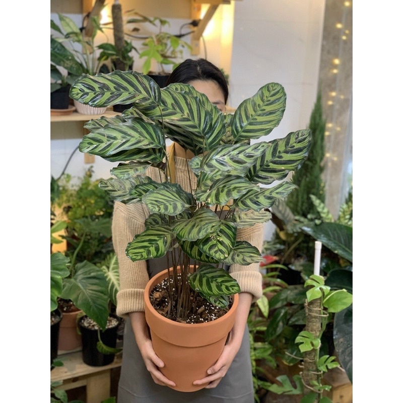 Cây đuôi công/ calathea makoyana