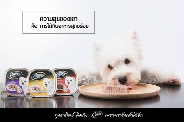 Pate hộp Cesar cho cún mèo🍲🥘