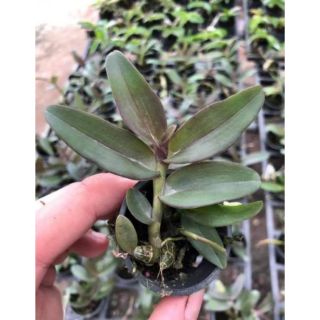 Hoa lan phi điệp 6356