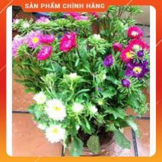 hẠT GIỖNG CÚC MAGIC NHIỀU MÀU GÓI 50 HẠT.