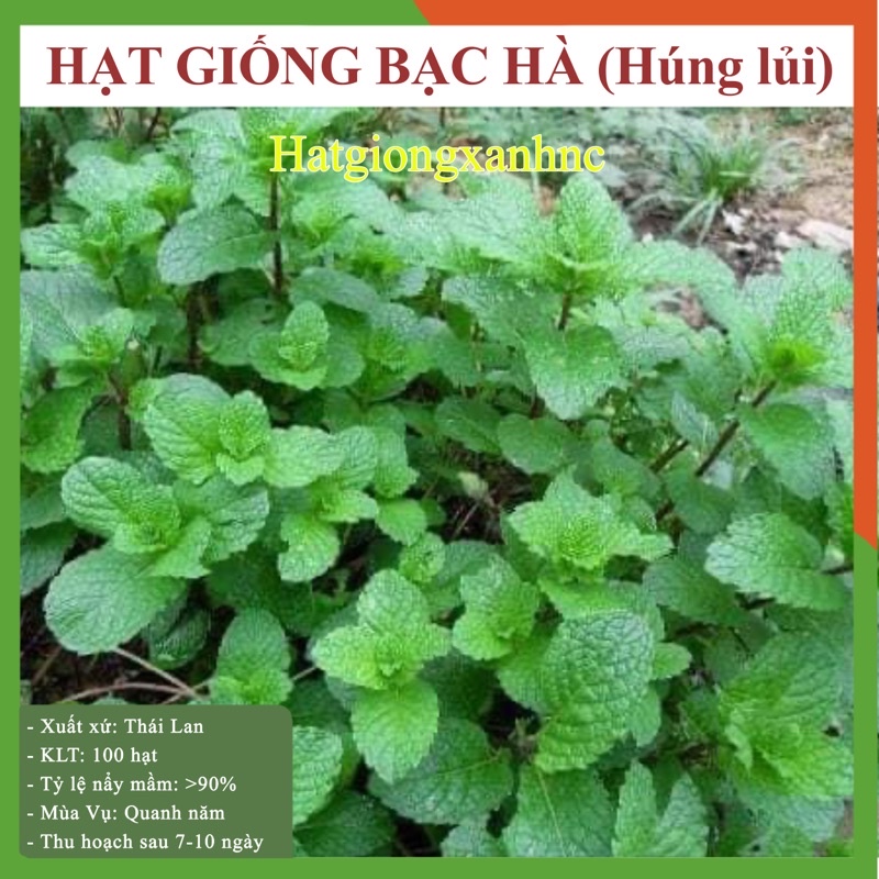 Hạt giống rau Bạc hà (húng lủi), trồng quanh năm. Gói 100 hạt, Rau củ quả trồng sân thượng, ban công.