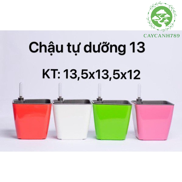 Chậu nhựa tự dưỡng 13 KT 13,5x13,5x12 cm