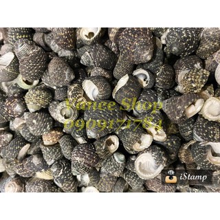 Vỏ ốc nấm đen 100gr