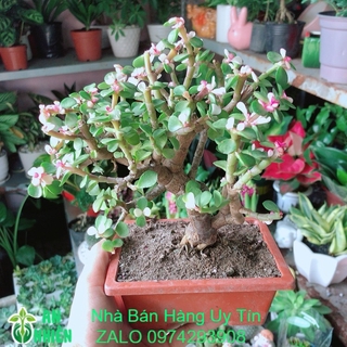 Cành vàng lá ngọc cổ thụ